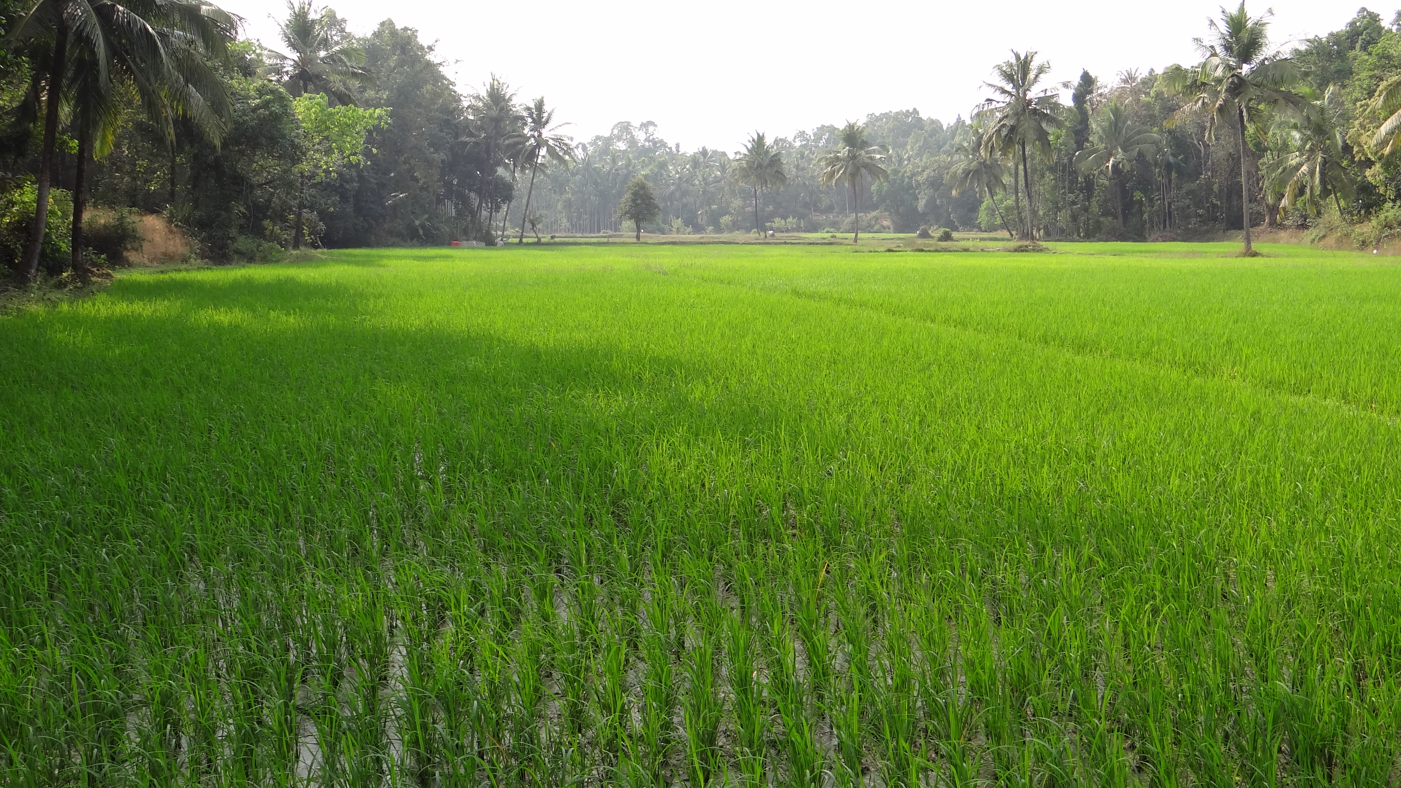 Karnataka Greens